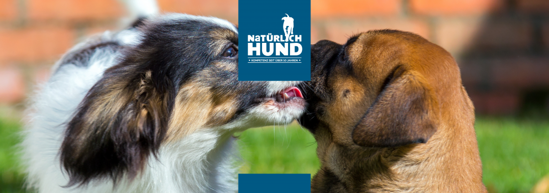 Hundekontakte (Themengruppe)