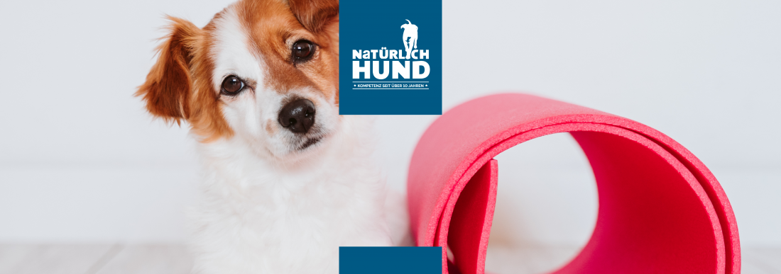 Moto + (Mini-Themengruppe)